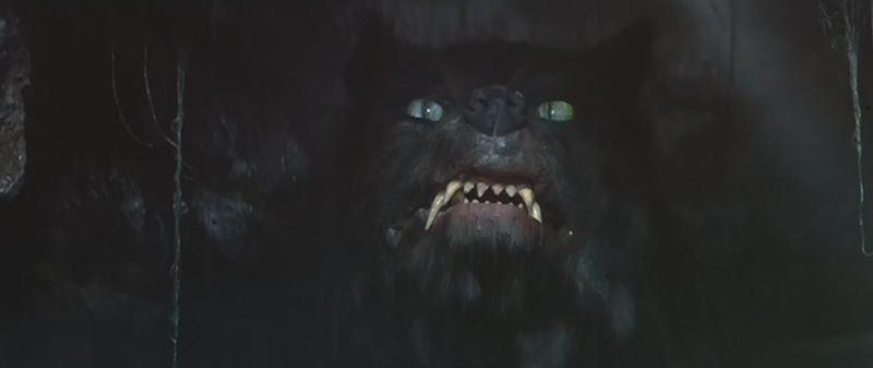 Illustration for article titled Fur Face Friday
